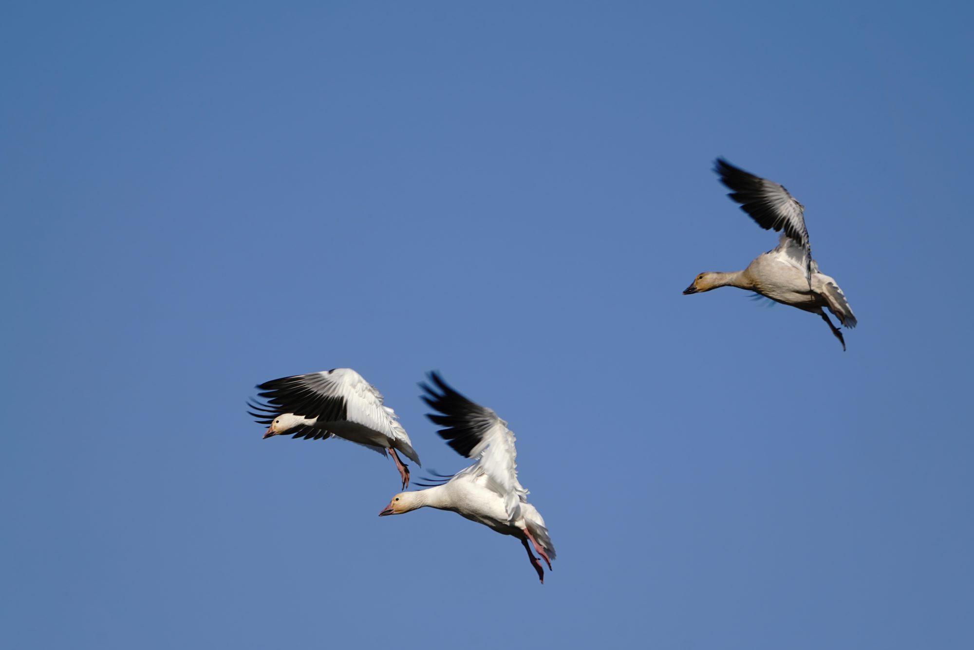 Snow Geese