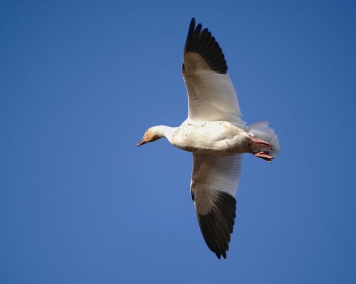 Snow Goose