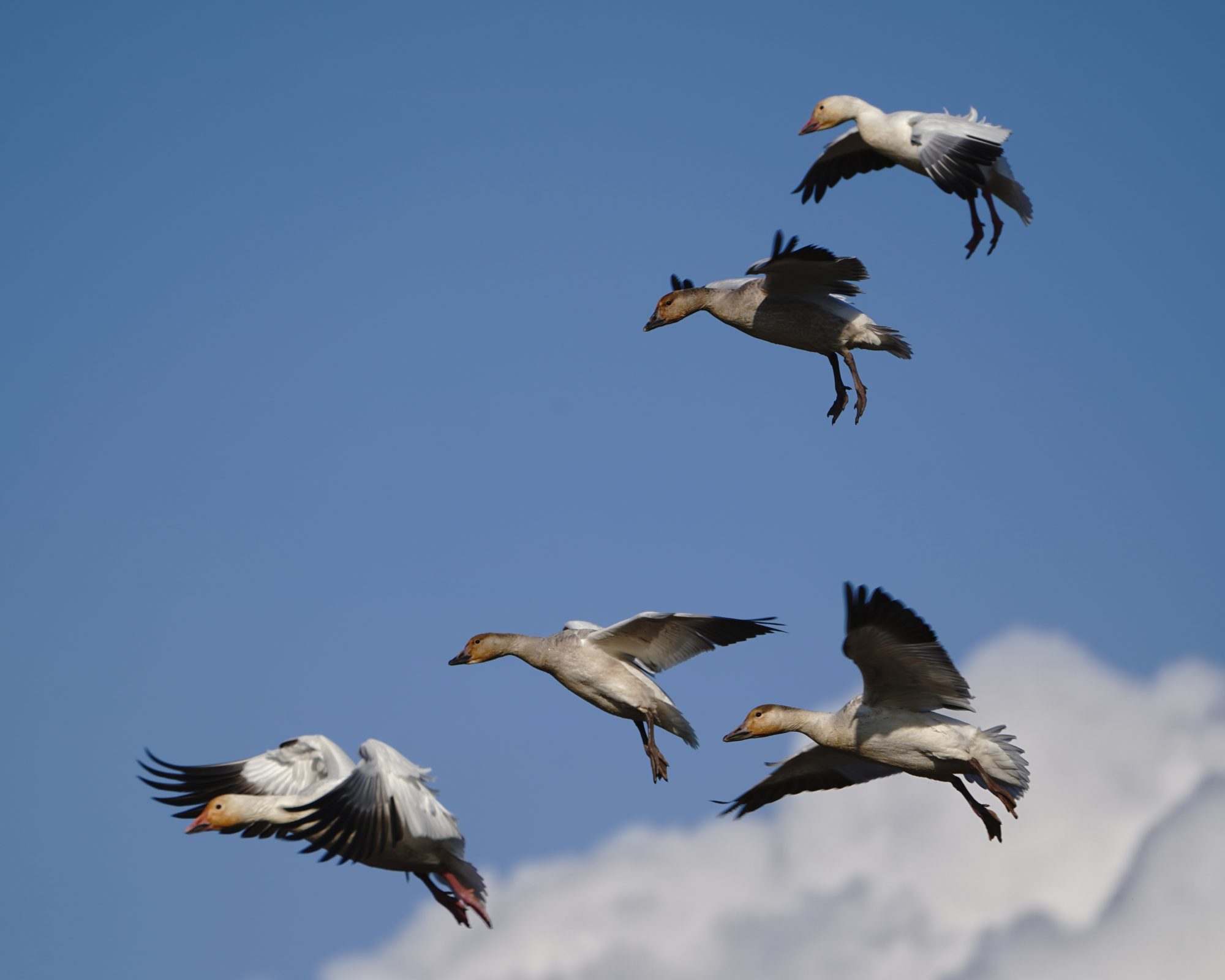 Snow Geese
