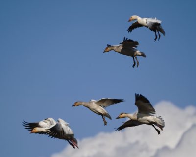Snow Geese