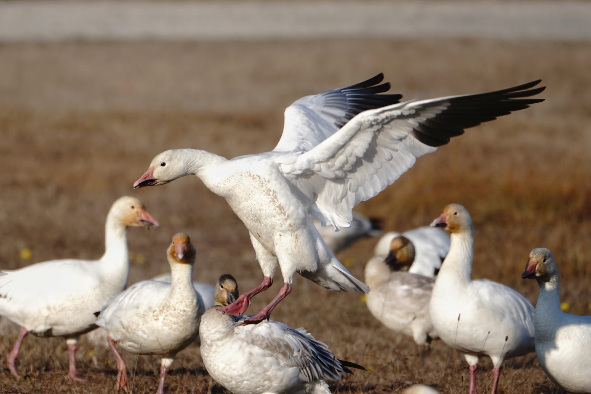 Snow Geese