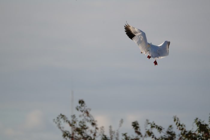 Snow Goose