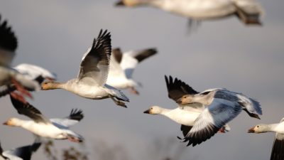 Snow Geese