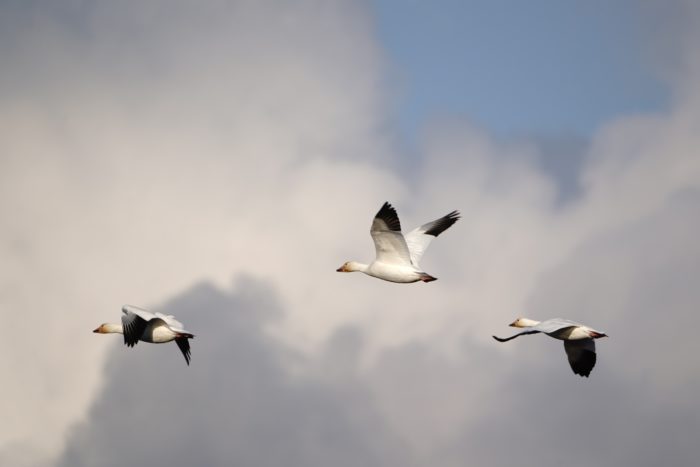 Snow Geese