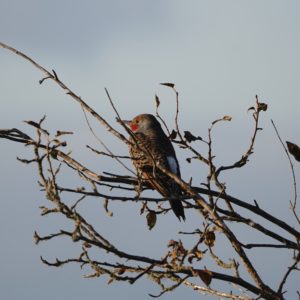 Northern Flicker in a tree