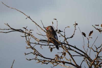 Northern Flicker in a tree
