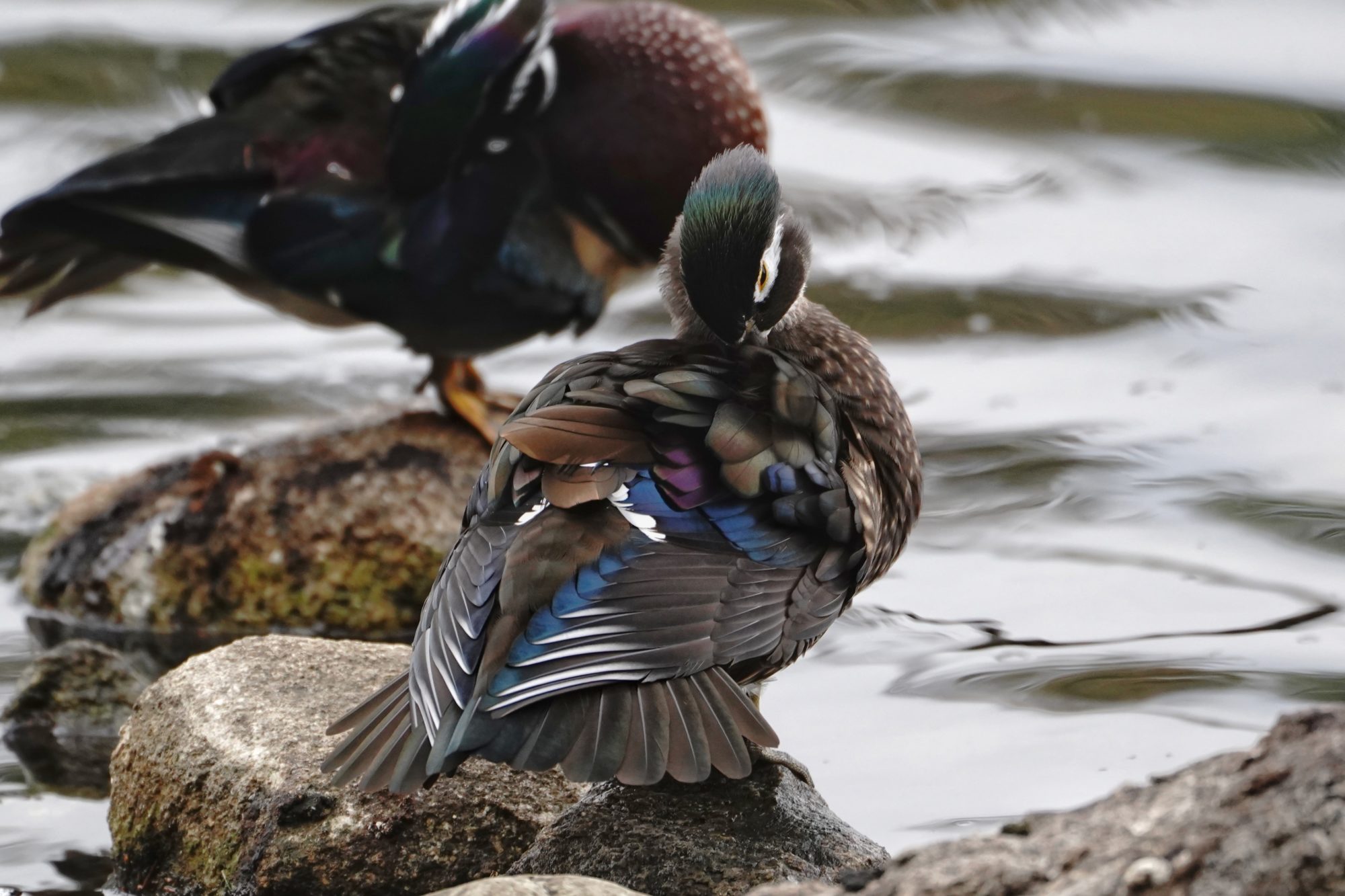 Wood Duck female