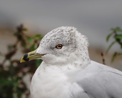 Ring-billed Gull, close up