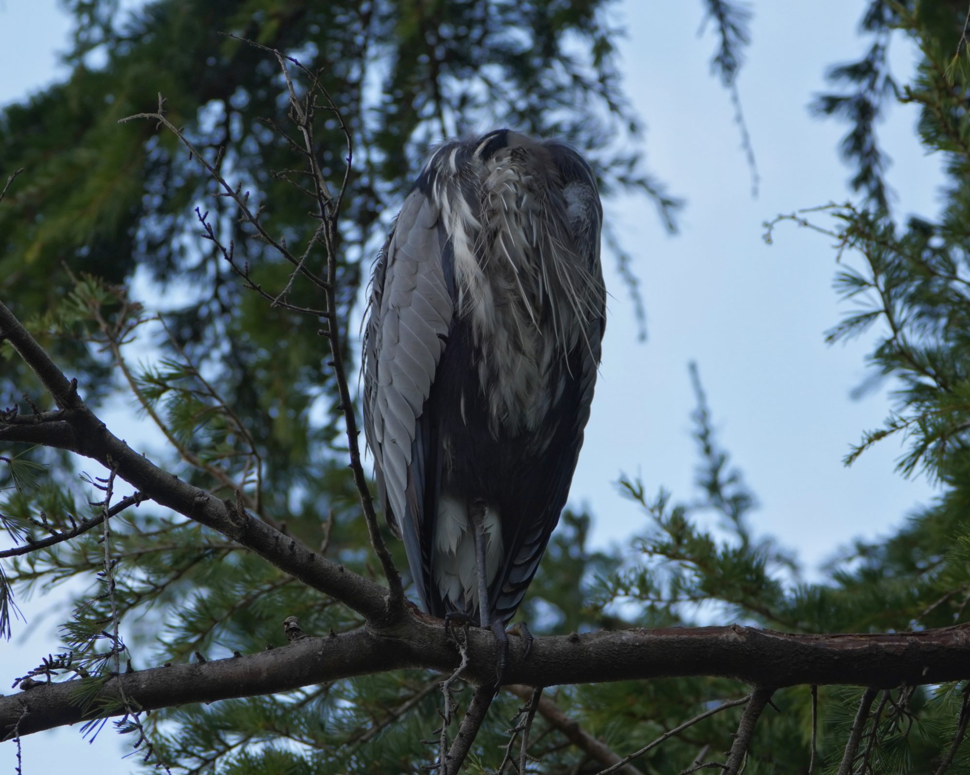 Great Blue Heron