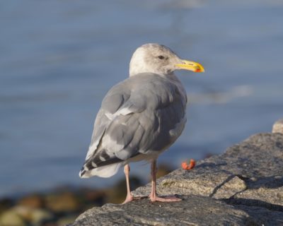 Glaucous-winged Gull