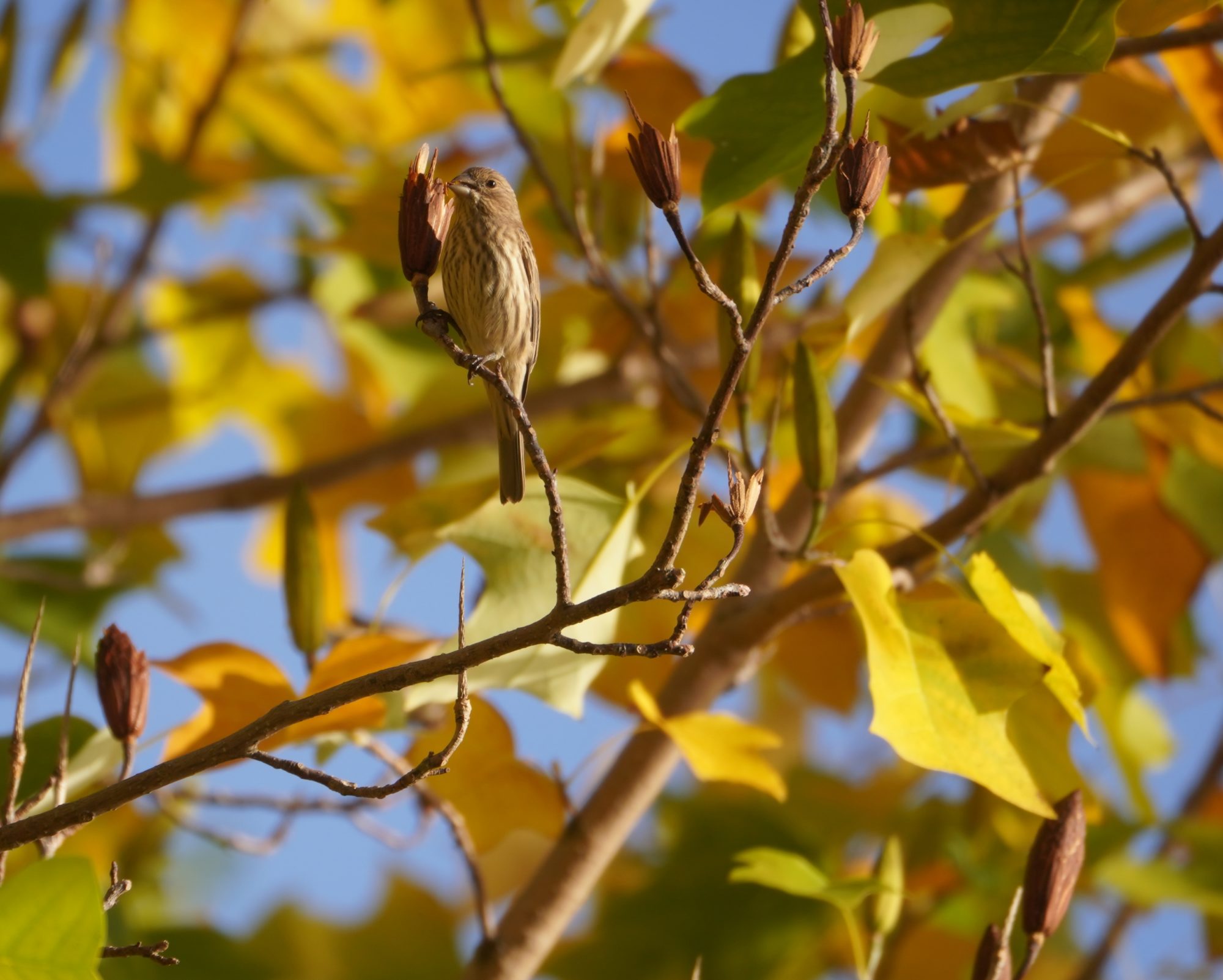 House Finch