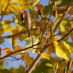 House Finch