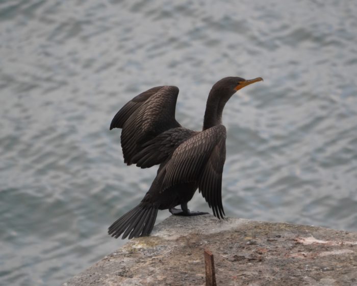 Stretching cormorant