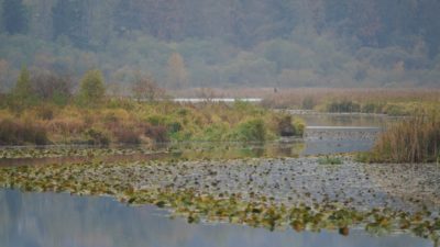Burnaby Lake