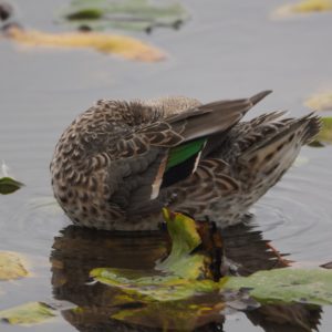 Green-winged Teal