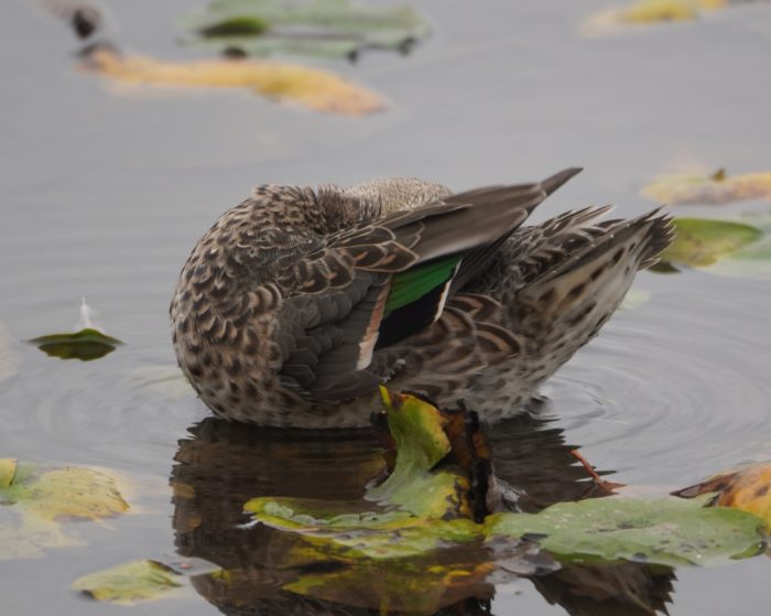 Green-winged Teal