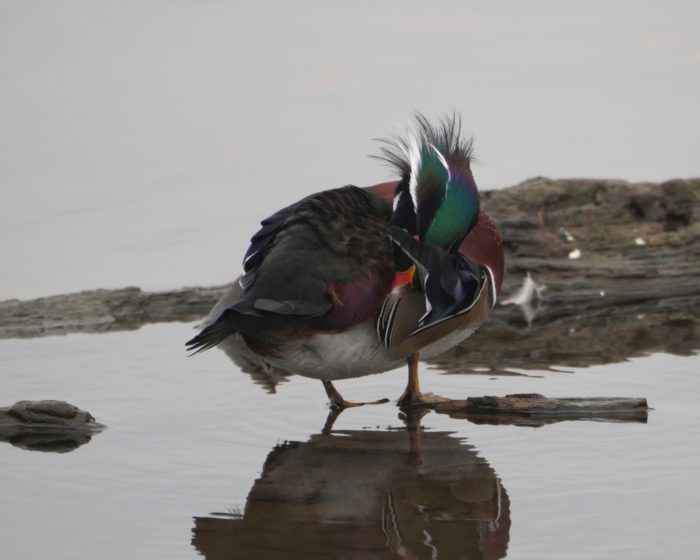 Wood Duck