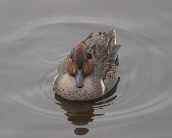 Green-winged Teal