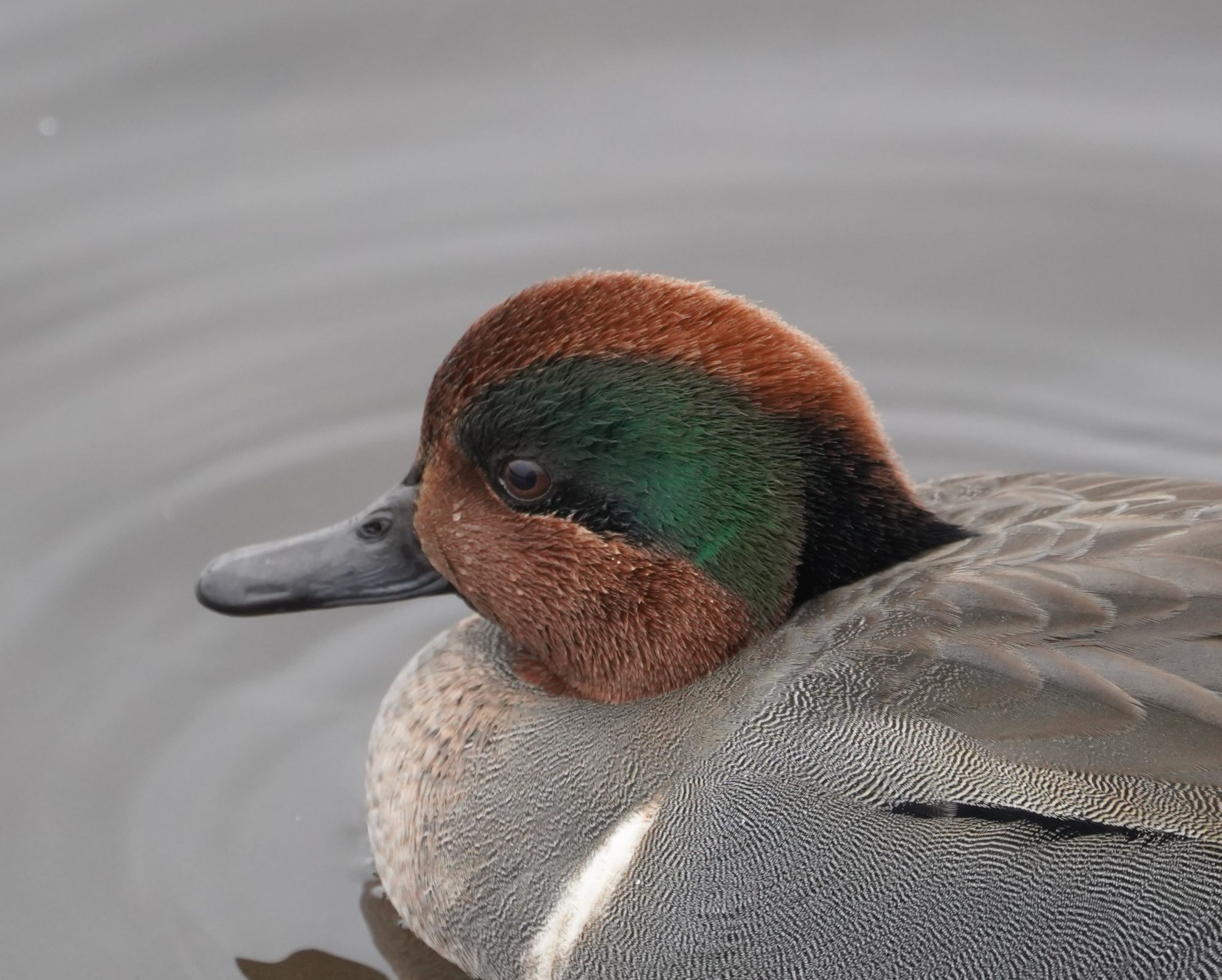 Green-winged Teal