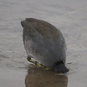 American Coot