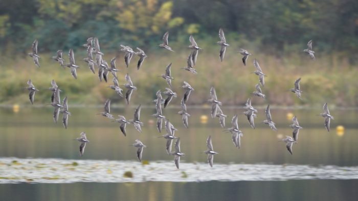 Dowitchers in flight