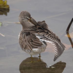 Long-billed Dowitcher