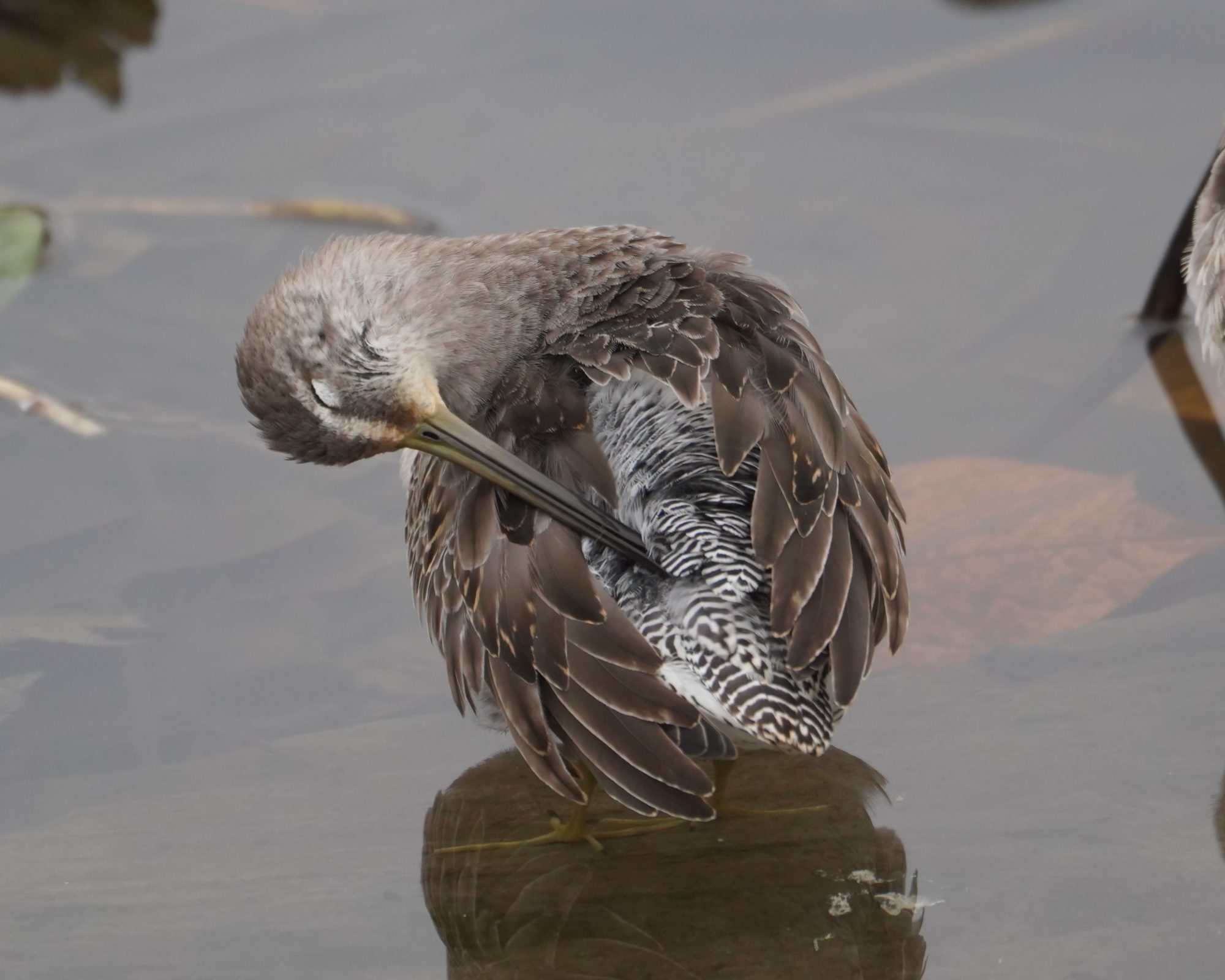 Long-billed Dowitcher