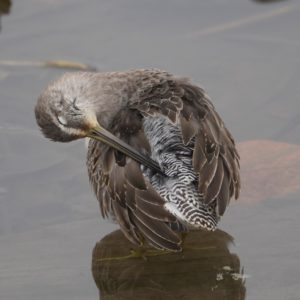 Long-billed Dowitcher