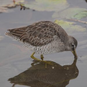 Long-billed Dowitcher