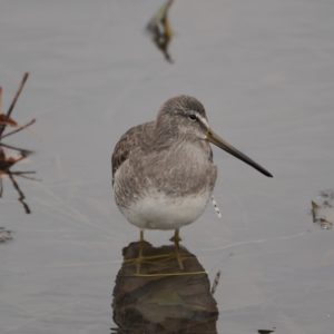 Long-billed Dowitcher