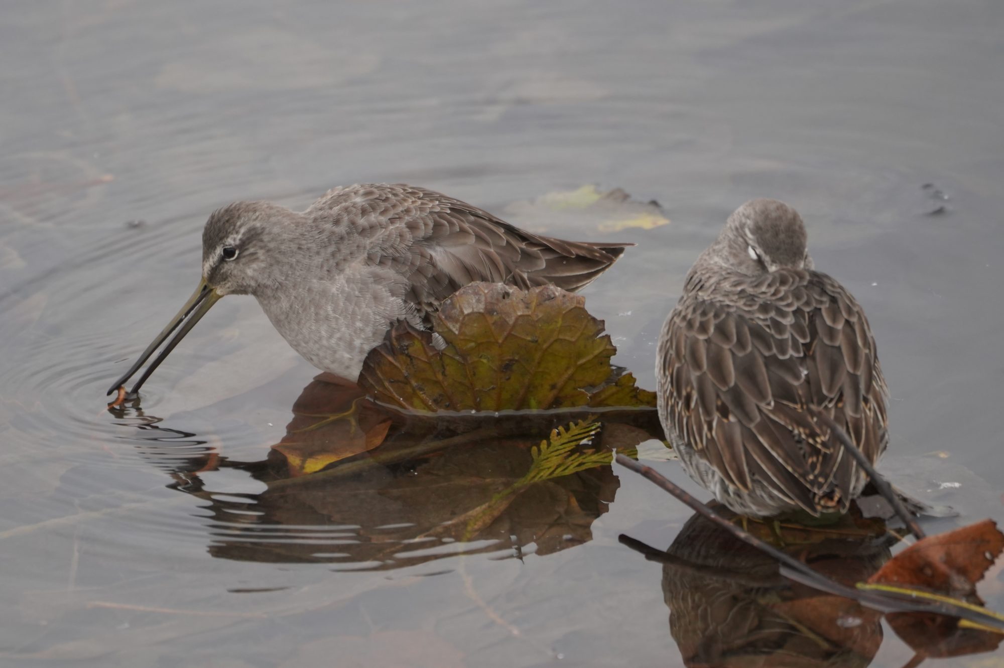 Long-billed Dowitchers