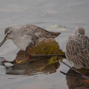 Long-billed Dowitchers