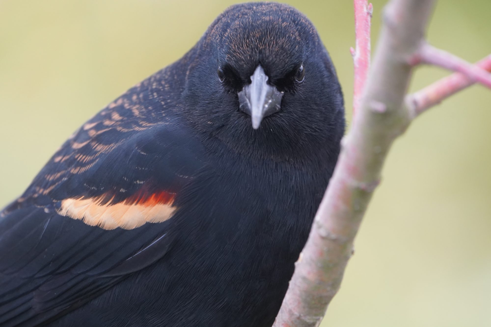 Red-winged Blackbird