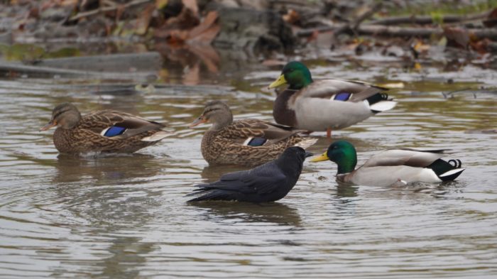 Crow bathing with Mallards