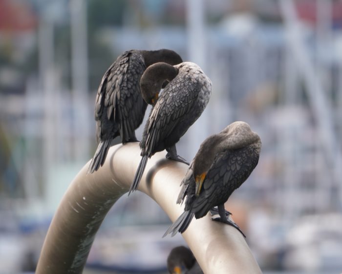 Double-crested Cormorants