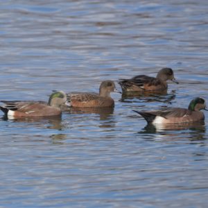 American Wigeons