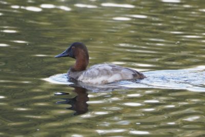 Canvasback Duck