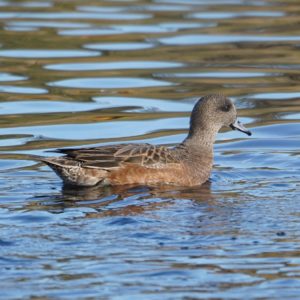 American Wigeon, female