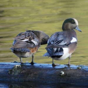 American Wigeons