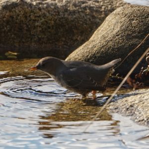 American Dipper