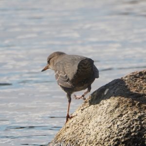American Dipper