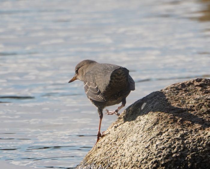 American Dipper