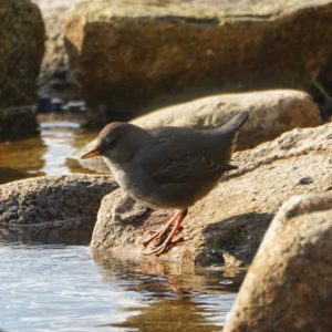 American Dipper