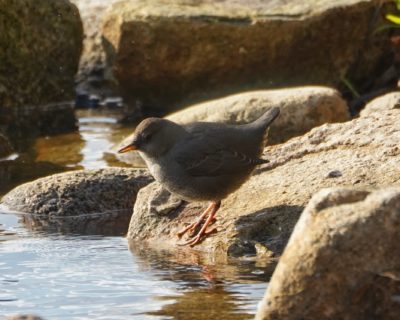 American Dipper