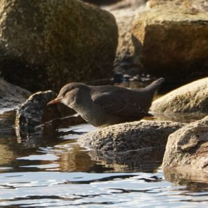 American Dipper
