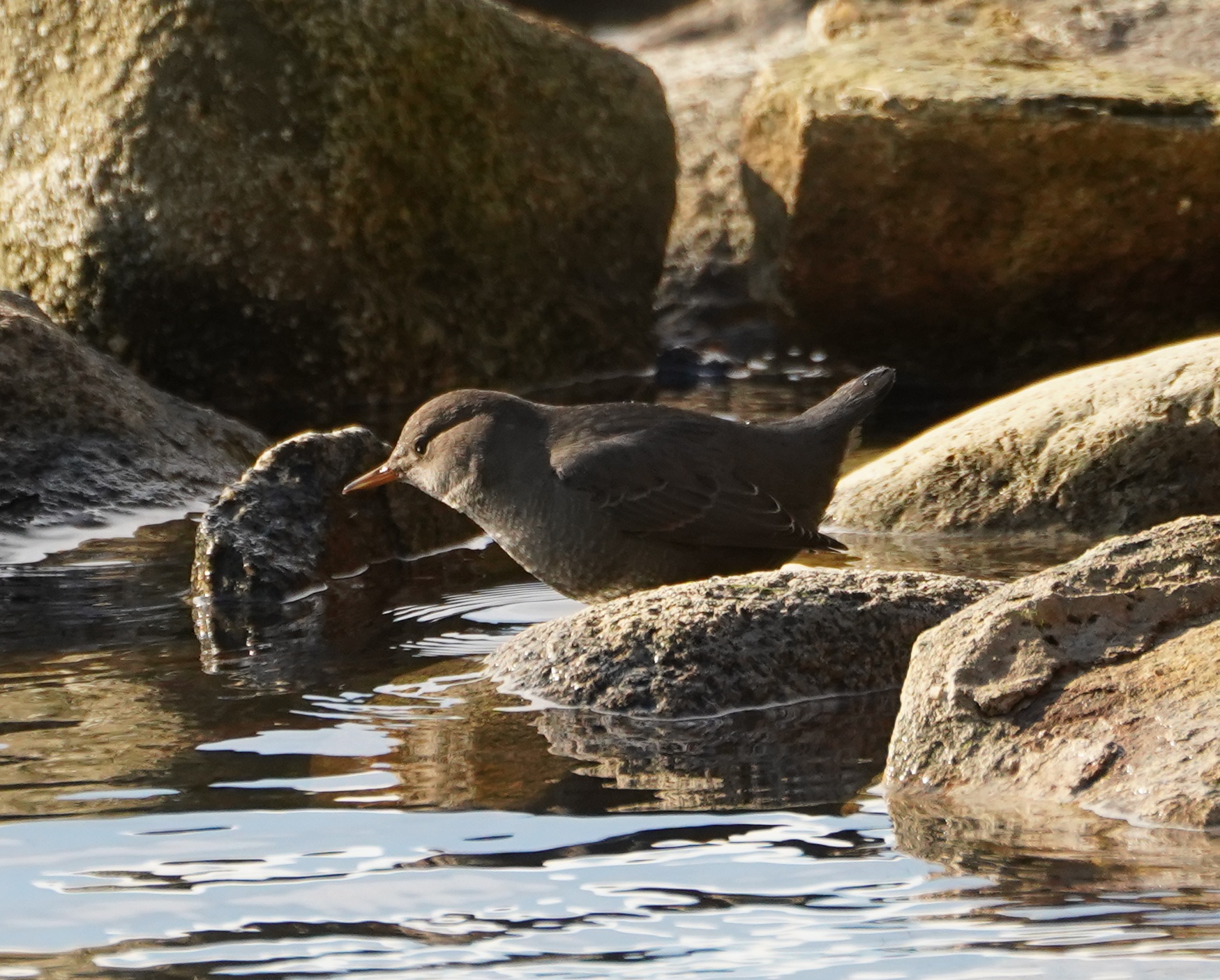 American Dipper