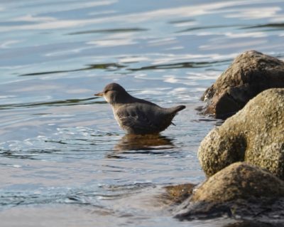 American Dipper