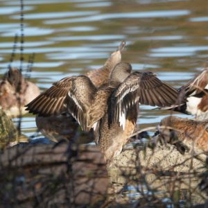 American Wigeons
