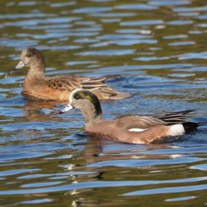 American Wigeons