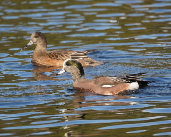 American Wigeons